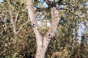 Terreno noci e nocciole a Striano