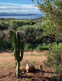 Terreno con casetta
