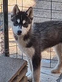 Cucciolo Siberian husky