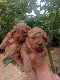 Cuccioli barboncino nano fulvo