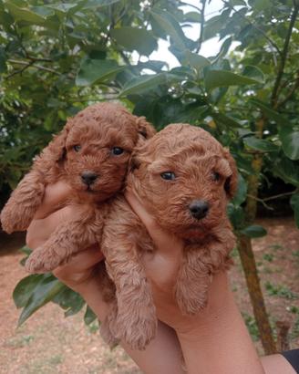 Cuccioli barboncino nano fulvo