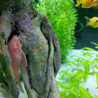 Ancistrus Gold coppia Riproduttiva