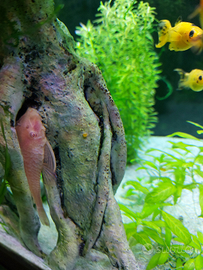 Ancistrus Gold coppia Riproduttiva