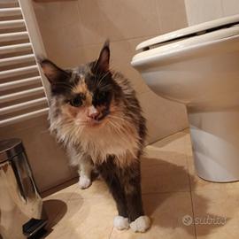 Gatta Maine Coon