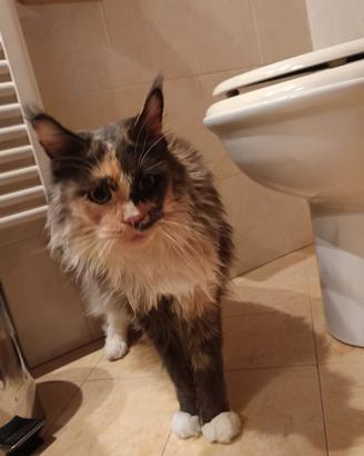 Gatta Maine Coon
