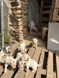 Cuccioli di dogo argentino e american staff