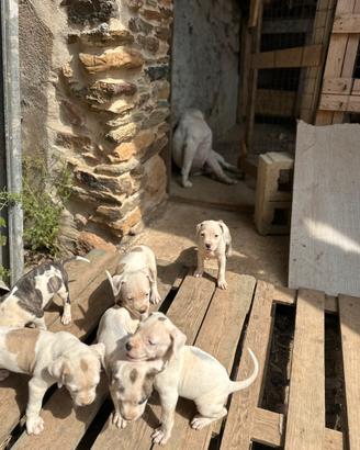 Cuccioli di dogo argentino e american staff