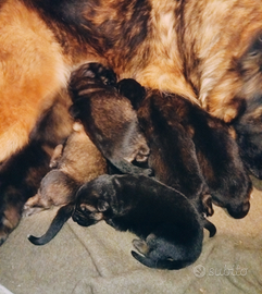 Cuccioli Pastore Tedesco