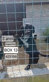 Blacky in un angolo - buono con maschi e femmine!