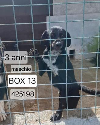 Blacky in un angolo - buono con maschi e femmine!