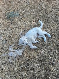 Cagnolino