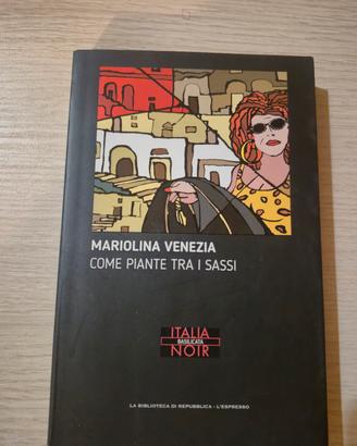 come piante tra i sassi