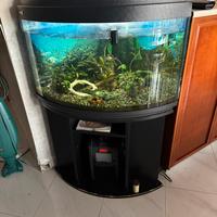 Acquario angolare da 350 lt con pescolini