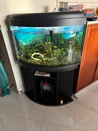 Acquario angolare da 350 lt con pescolini