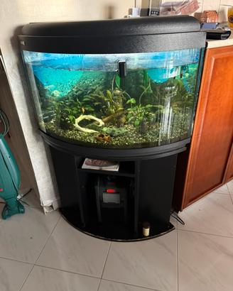 Acquario angolare da 350 lt con pescolini