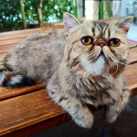 Exoticshorthair SANA Femmina Sterilizzata