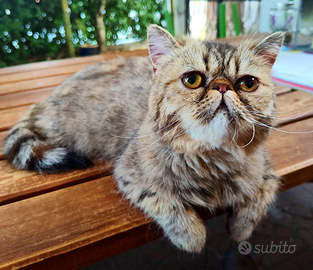 Exoticshorthair SANA Femmina Sterilizzata