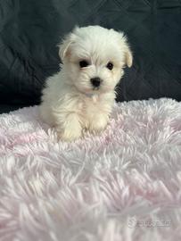 Cuccioli di maltese