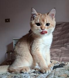 Cucciolo scottish straight campania con pedigree