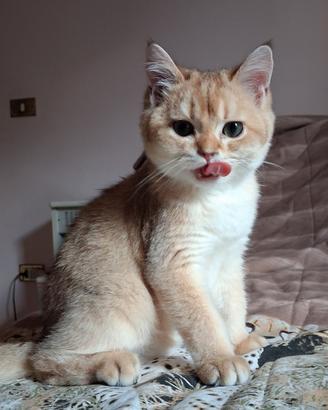 Cucciolo scottish straight campania con pedigree