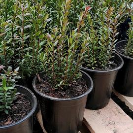 🌿 Mirto Sardo in Vaso Ø16 – Pronto da Piantare