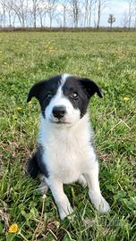Border Collie cucciolo