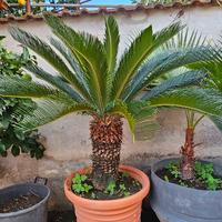 cycas varie dimensioni 