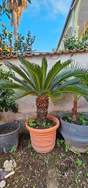 cycas varie dimensioni 