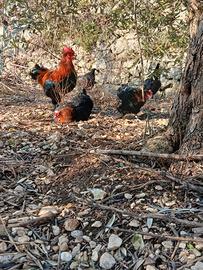 Marans