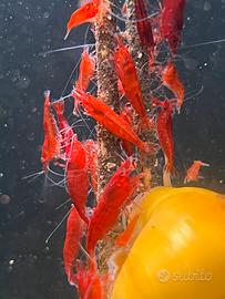 Neocaridine BLOODY MARY (Milano)