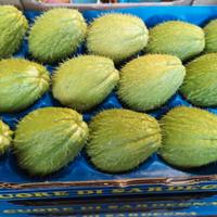 5kg cassetta di chayote o zucchina patata spinosa 