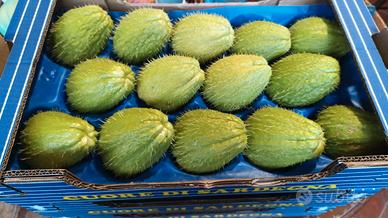 5kg cassetta di chayote o zucchina patata spinosa 