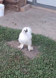 Gallo Moroseta