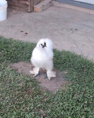Gallo Moroseta