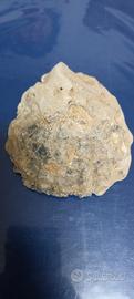 Fossile di Ostrica