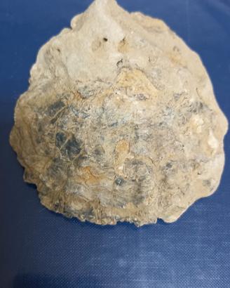 Fossile di Ostrica