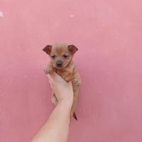 Cucciolo Chihuahua Mini toy da borsetta