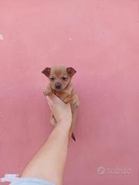 Cucciolo Chihuahua Mini toy da borsetta