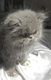 Cuccioli di Gatto Persiano