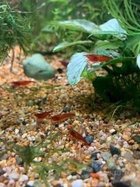 Neocaridina davidi rosse