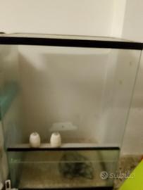 teca animali esotici