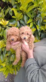 Disponibili cuccioli di barboncino Red Toy