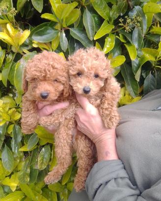 Disponibili cuccioli di barboncino Red Toy