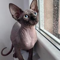 Sphynx canadian cuccioli con il Pedigree