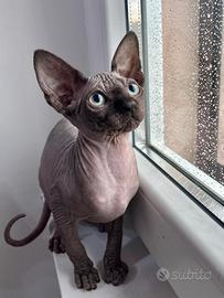 Sphynx canadian cuccioli con il Pedigree