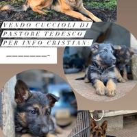 Cuccioli pastore tedesco