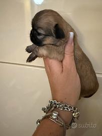Chihuahua femmina