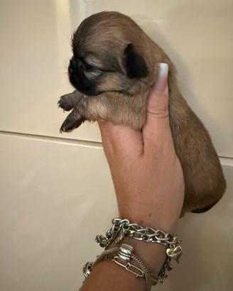 Chihuahua femmina
