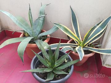 Pianta grassa Agave