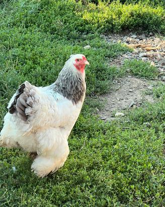 Brahma